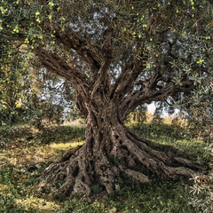 8-531-Olive-Tree Фотообои Komar Scenics Edition 2 x